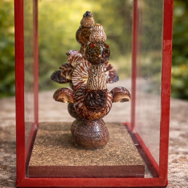 Peacock Supadi ( 5 inch)